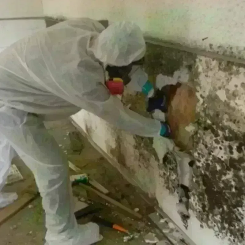 Mold Remediation and Removal in Towson, MD